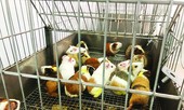 Một ngày ở 'trang trại' chuột