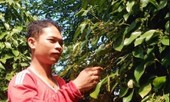 Chàng kỹ sư công nghệ biến đất phèn thành cánh đồng trăm triệu