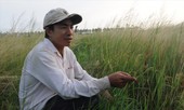 Quay quắt ứng phó với hạn mặn lịch sử