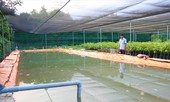Gian nan sống với hạn mặn
