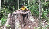Rừng bị thảm sát, gỗ lậu về đâu: Sẽ kỷ luật kiểm lâm, kiểm tra cây rừng cổ thụ về phố
