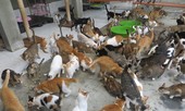 Quý ông giải cứu chó mèo