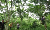 'Vương quốc' gỗ sưa bí mật của người A Rem