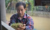 Khóc ròng vì lũ khiến thóc mọc mầm, gạo hóa bột