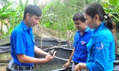 Bí thư Chi đoàn nuôi ếch giỏi, thu nhập trăm triệu