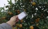 Đào đắt hàng, quất được giá