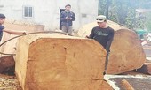 Cổ thụ du sam khổng lồ bị triệt hạ ở Ðắk Nông