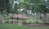 Kỳ lạ rừng lim trăm tuổi của người Cao Lan