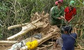 Nhức nhối nạn đào cây rừng