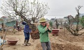 Hối hả gom đào về vườn sau Tết ở làng Nhật Tân