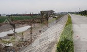 Vụ Quản lý Đê điều lên tiếng vụ trồng cây lâu năm xâm phạm đê sông Đáy