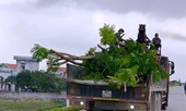 Nhổ toàn bộ hàng cây lâu năm xâm phạm đê sông Đáy