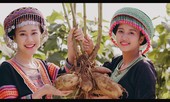 Sâm Fansipan: giá trị được nâng tầm khi có đầu ra ổn định