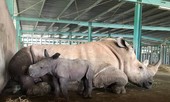 Vinpearl Safari chào đón tê giác thứ 3 chào đời