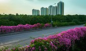 Vệt hoa giấy nhuộm tím một góc khu đô thị Ecopark