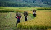 Tình yêu nghề và hành trình mang bảo hiểm chạm đến cuộc sống vùng cao