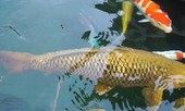 Cá Koi khổng lồ dài gần 1,2 mét ở TP.HCM