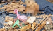 Phát hiện hài cốt liệt sĩ cùng nhiều di vật trong vườn cao su ở Bình Dương