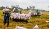 Vụ Hè Thu 2020, vùng ĐBSCL có khoảng 2,5 triệu tấn gạo xuất khẩu