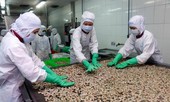 Xuất khẩu tôm sang EU tăng trưởng cao nhất kể từ đầu năm
