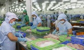 Xuất khẩu thủy sản sang EU năm 2020 dự báo đạt hơn 1 tỷ USD
