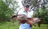 Bắt được cá trê ‘khủng’ dài 1 mét ở Hậu Giang