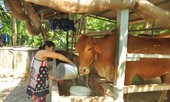 Cận cảnh người dân quay cuồng với hạn mặn khốc liệt chưa từng có ở ĐBSCL