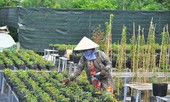 Thủ phủ hoa lớn nhất miền Tây chuẩn bị gần 3 triệu giỏ hoa phục vụ Tết