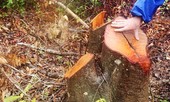Khởi tố vụ phá rừng thuộc Làng thanh niên lập nghiệp