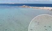Kỳ lạ, hàng trăm con cá mập vây quanh bờ biển Australia