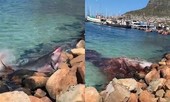 Loài cá biết cách tung 'hỏa mù' để thoát thân