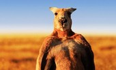 Kangaroo 'khiêu khích' chú công nhân đánh nhau