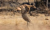 Sự thật bất ngờ phía sau cảnh tượng báo săn ‘vác’ linh dương Impala