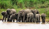 Chiến thuật qua sông của đàn voi khiến cá sấu 'ngậm ngùi'