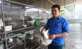 Thủ lĩnh Đoàn làm chủ trang trại