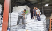 Giá gạo cấp thấp tăng đột biến
