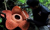 'Hoa quái vật' đơm bông giữa rừng Indonesia