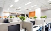 Những cây để bàn làm việc năm mới vừa may mắn, vừa 'hút' tài lộc ầm ầm