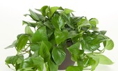 Những loại cây nhiều người ưa trồng trong nhà nhưng lại chứa nhiều chất cực độc