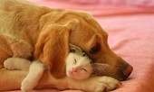 Vợ ốm bị bắt ăn cơm nguội, mếu máo 'tố tội' chồng cho chó ốm ăn gà tần