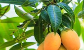 Chỉ một nắm lá xoài, vừa chống ung thư, vừa chữa 'tỷ bệnh' cực kỳ tốt