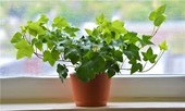 Những loại cây trồng trong nhà vừa tốt cho phong thủy, vừa thanh lọc không khí