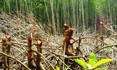 Di dời dân cư trú trái phép ra khỏi Vườn Quốc gia Mũi Cà Mau