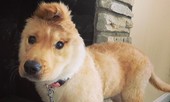 Chú chó một tai trở thành ngôi sao Tik Tok vì trông giống… kỳ lân một sừng!