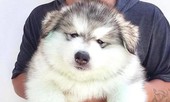 Xem ảnh xong, bạn sẽ tin chó Malamute là những “gã khổng lồ” mặt ngố và hiền khô