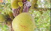 Bị ngã cây khi hái mít, vào viện điều trị thì lại dương tính với SARS-CoV-2