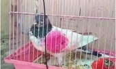 Cả nước cố giải mật mã bồ câu do thám, có người đòi: “Trả đây, bồ câu của tôi mà!“