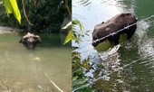 Sau vụ việc voi mẹ chết vì ăn phải dứa nhồi pháo hoa, Ấn Độ thề có “hành động mạnh”