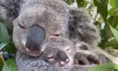 Tình cảm như gấu koala: Video gấu koala mẹ ôm con khiến trái tim sắt đá nhất cũng tan chảy