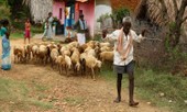 Người chăn gia súc dương tính với COVID-19, 50 con dê phải xét nghiệm và cách ly